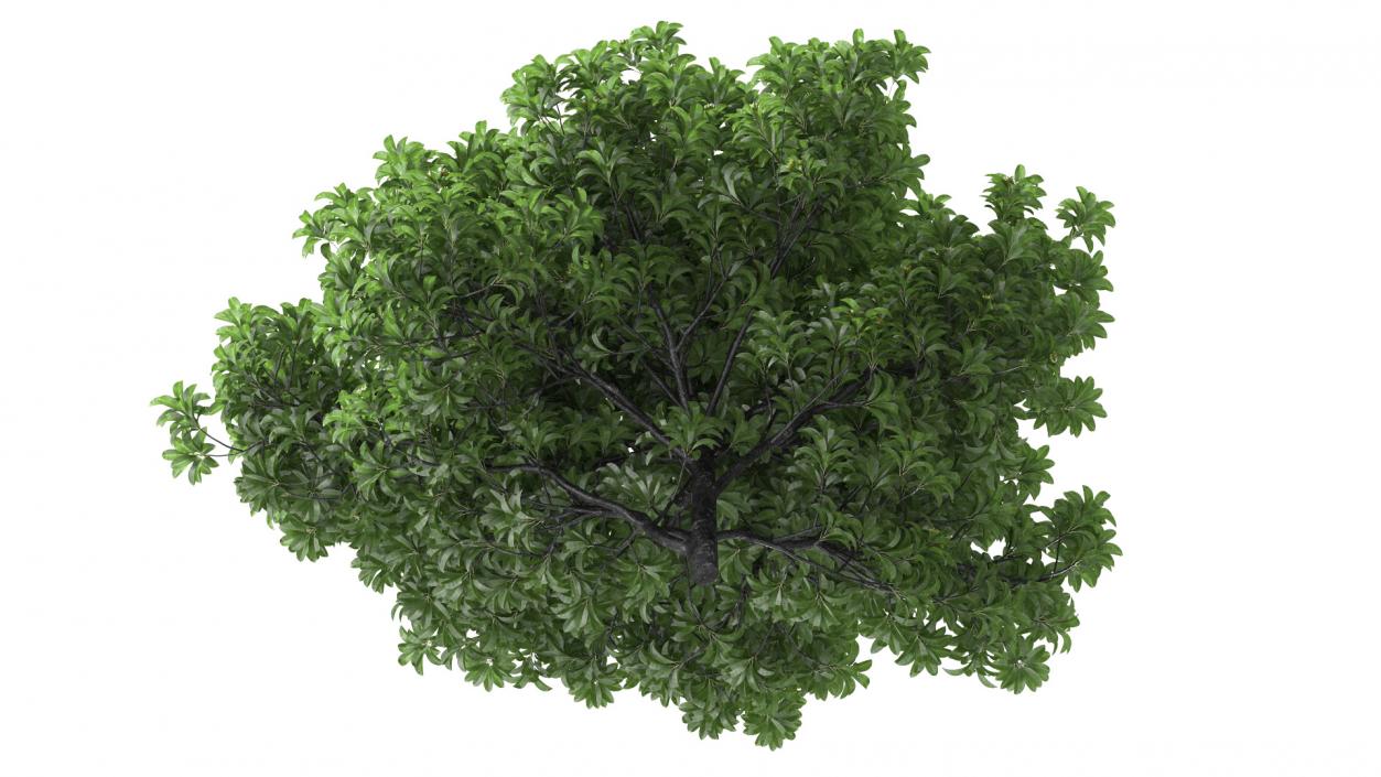 3D Anise Tree with Green Fruits model