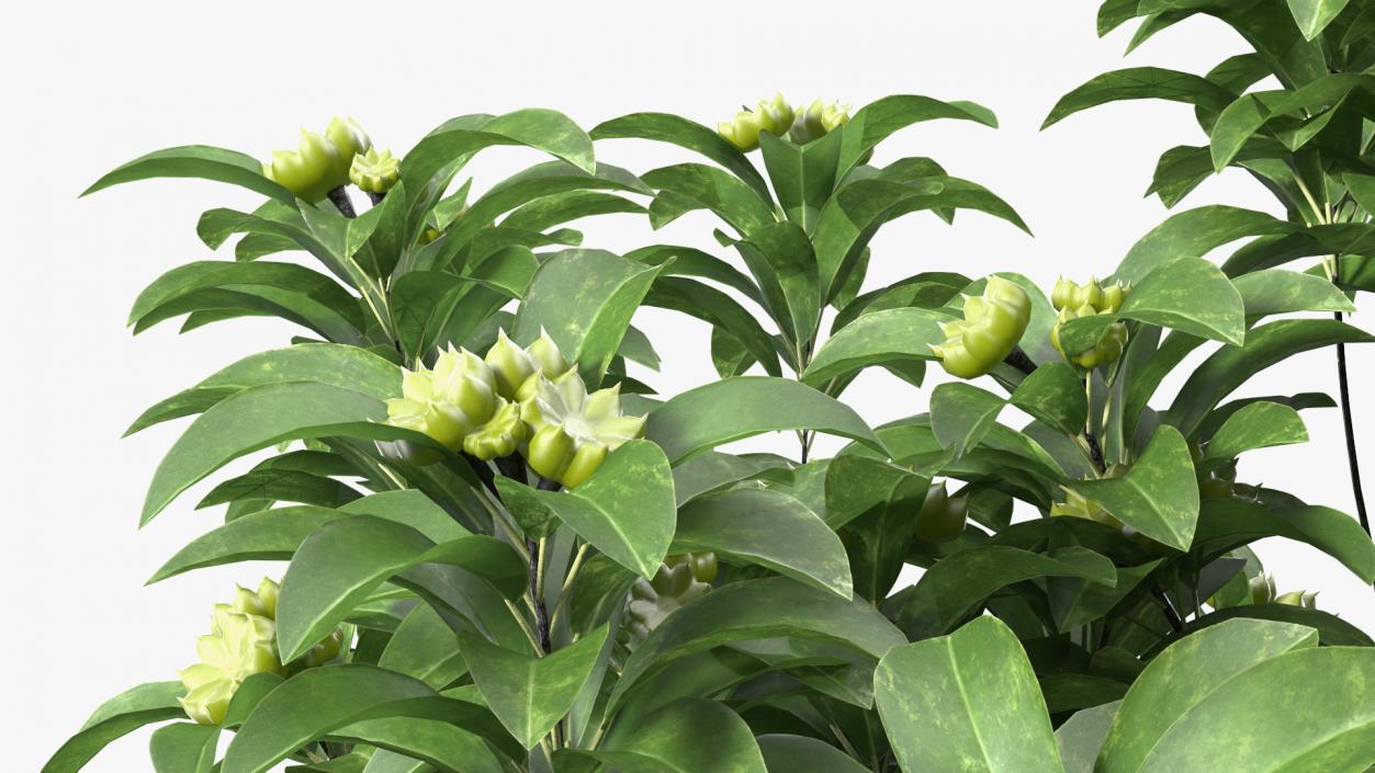 3D Anise Tree with Green Fruits model