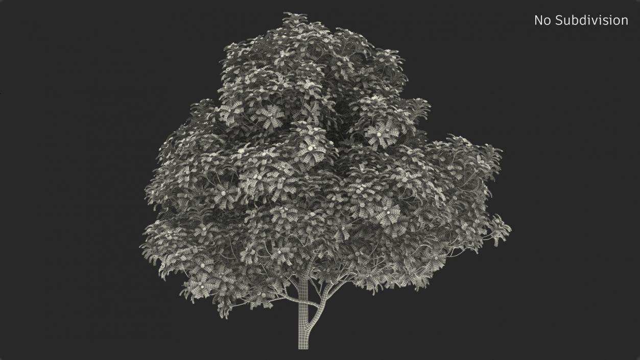 3D Anise Tree with Green Fruits model