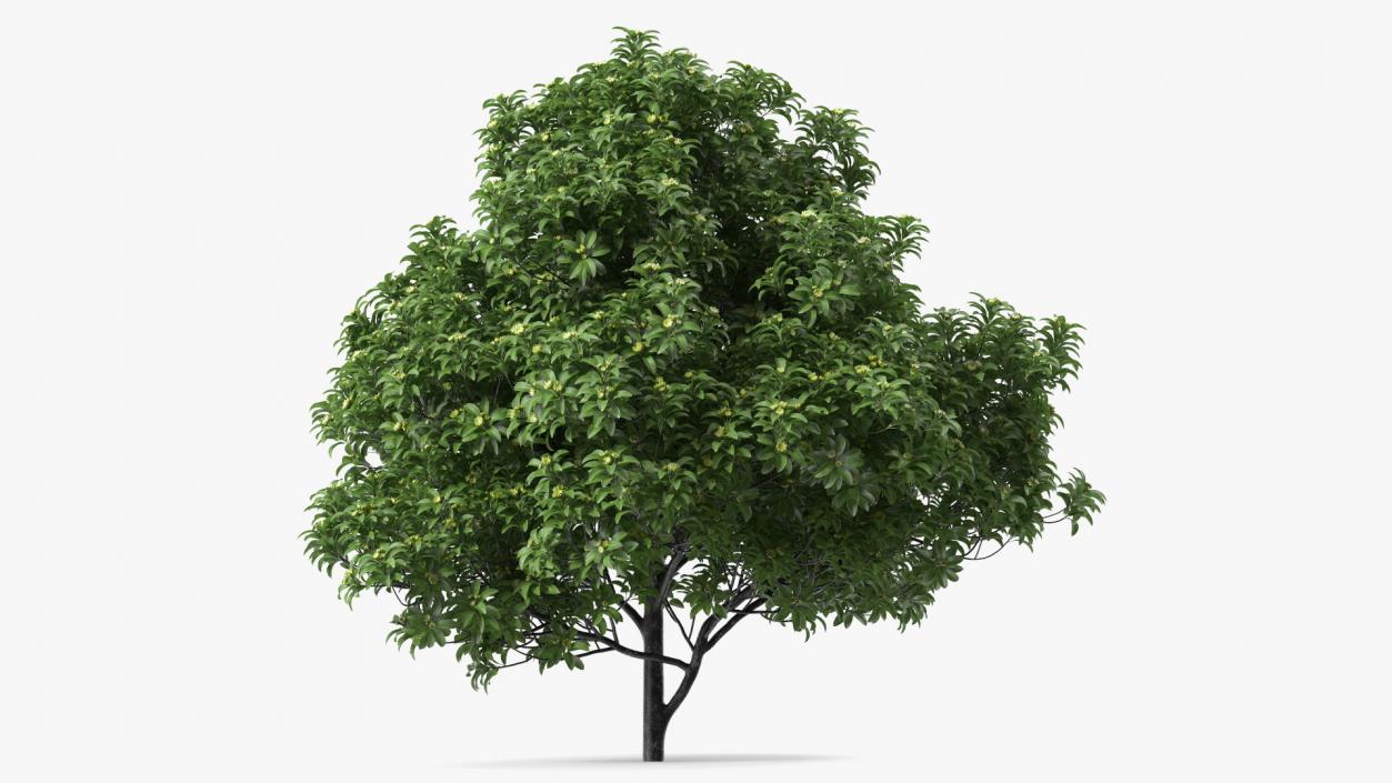 3D Anise Tree with Green Fruits model