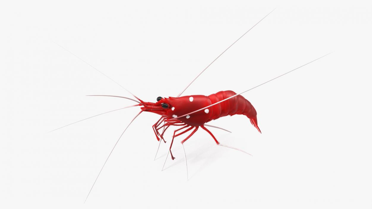 3D Red Blood Cleaner Shrimp Fur model