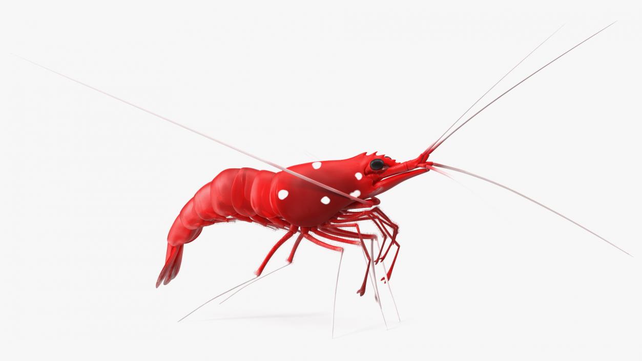 3D Red Blood Cleaner Shrimp Fur model