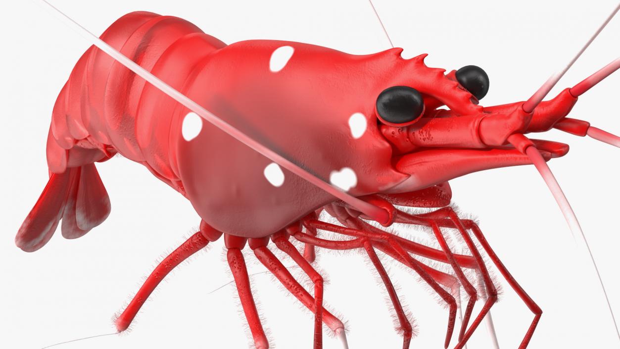 3D Red Blood Cleaner Shrimp Fur model