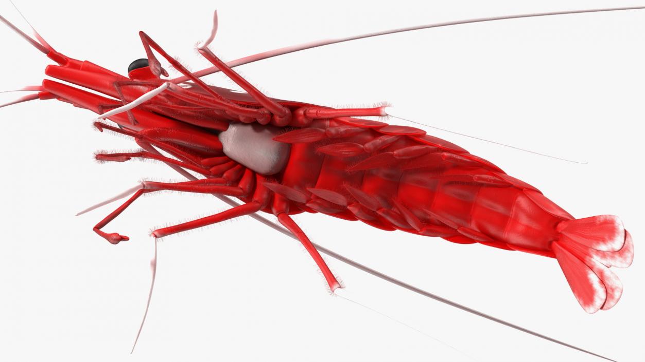 3D Red Blood Cleaner Shrimp Fur model