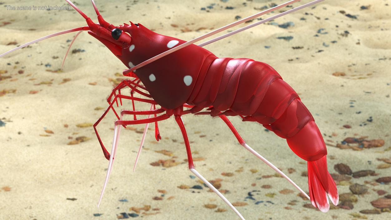 3D Red Blood Cleaner Shrimp Fur model