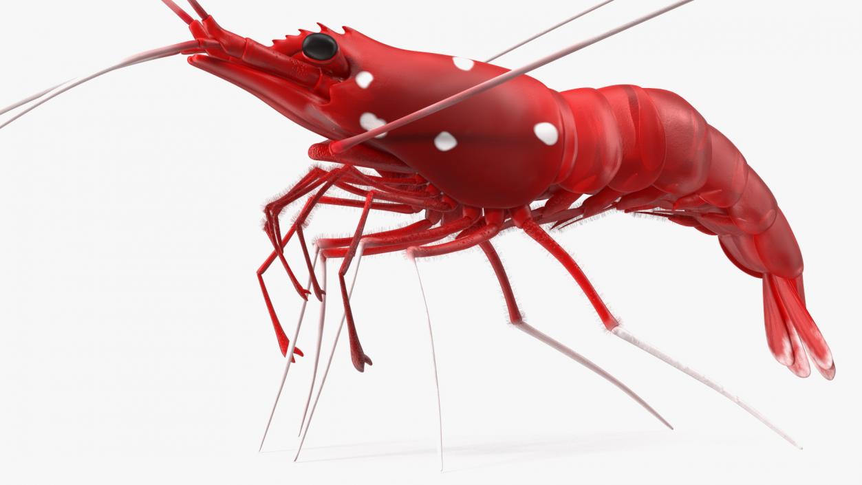 3D Red Blood Cleaner Shrimp Fur model