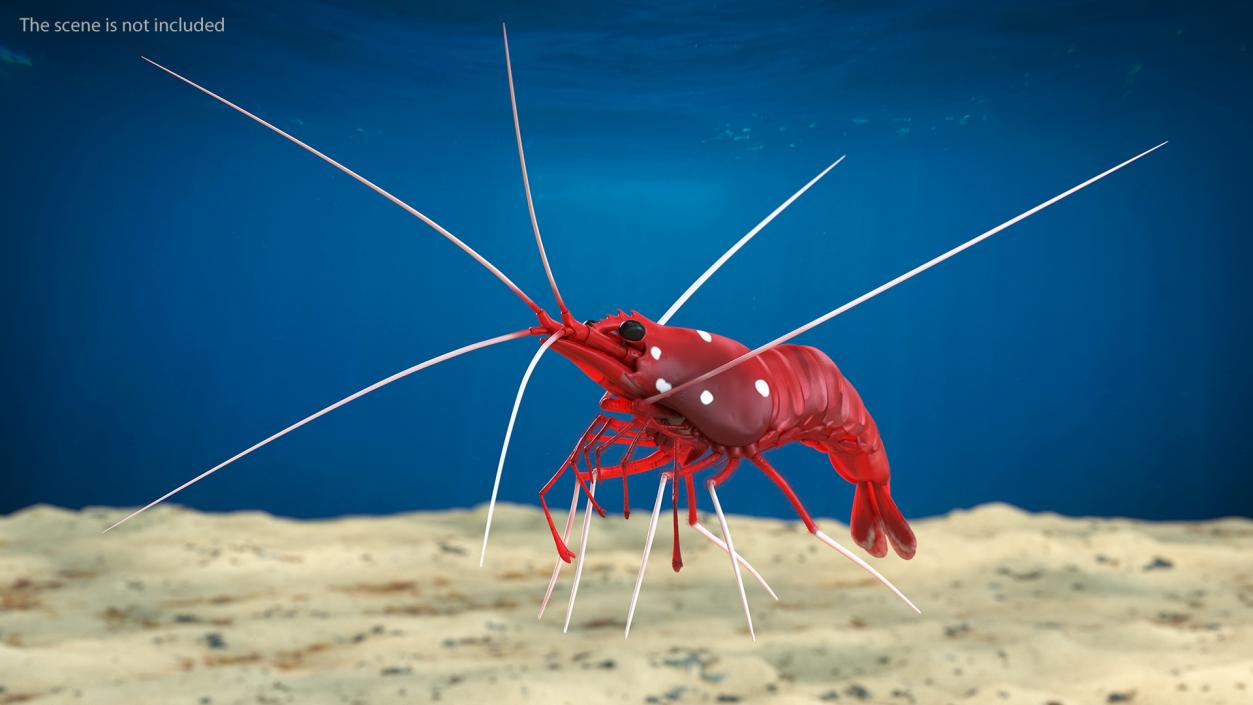 3D Red Blood Cleaner Shrimp Fur model