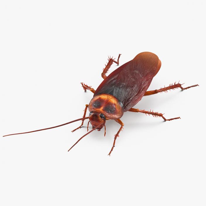 3D Animated Cockroach Creeps Rigged for Cinema 4D