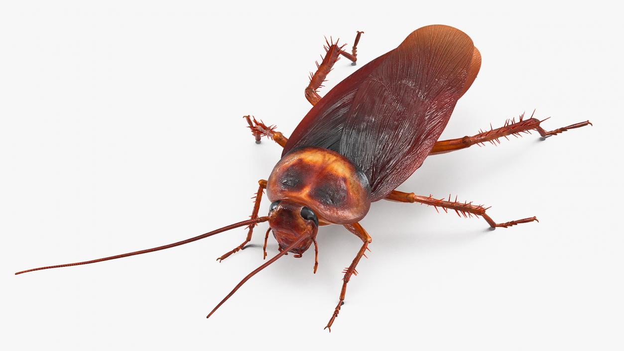 3D Animated Cockroach Creeps Rigged for Cinema 4D