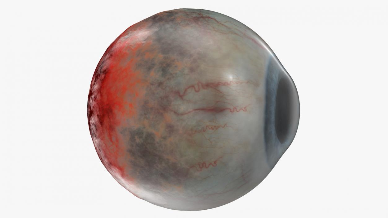 Human Eye 3D model