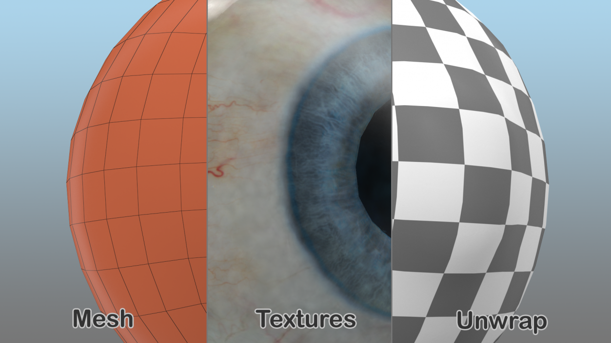 Human Eye 3D model