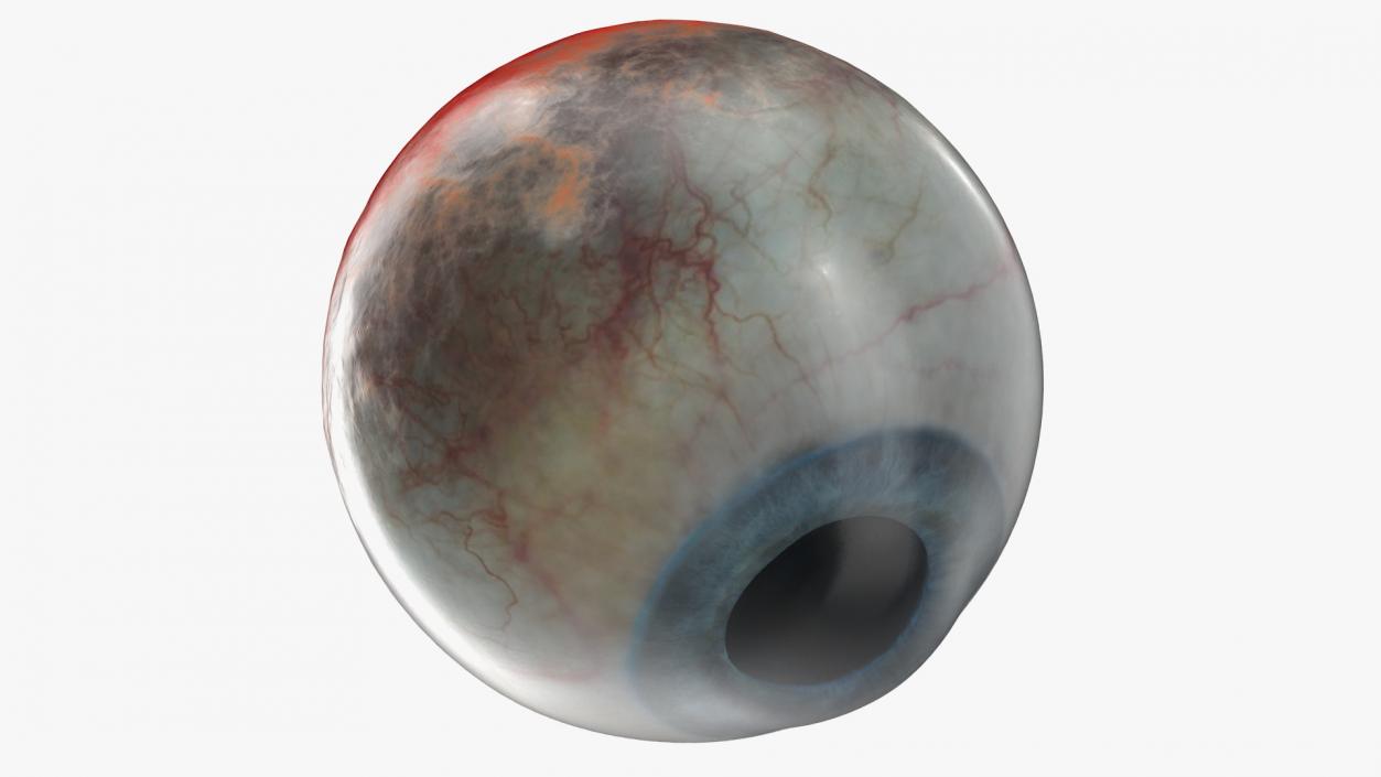 Human Eye 3D model