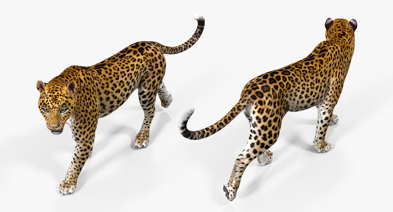 3D model Rigged African Animals 3D Models Collection 2