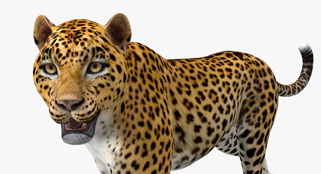 3D model Rigged African Animals 3D Models Collection 2