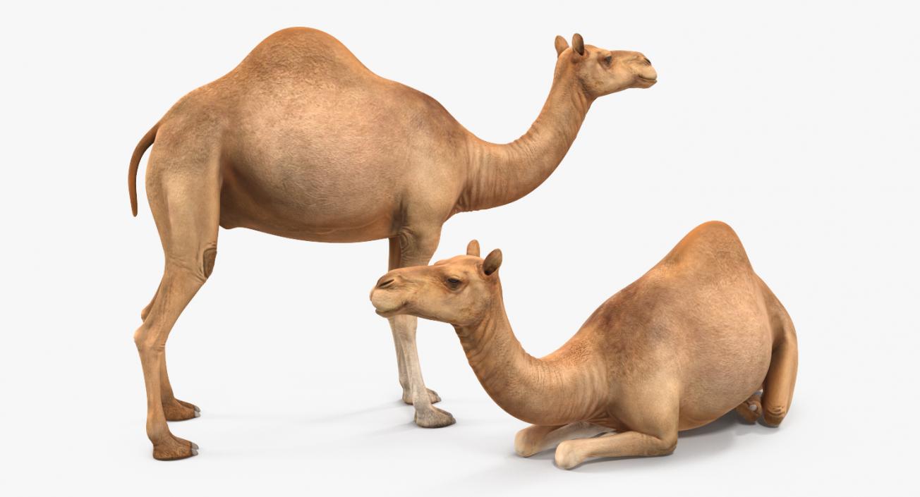 3D model Rigged African Animals 3D Models Collection 2