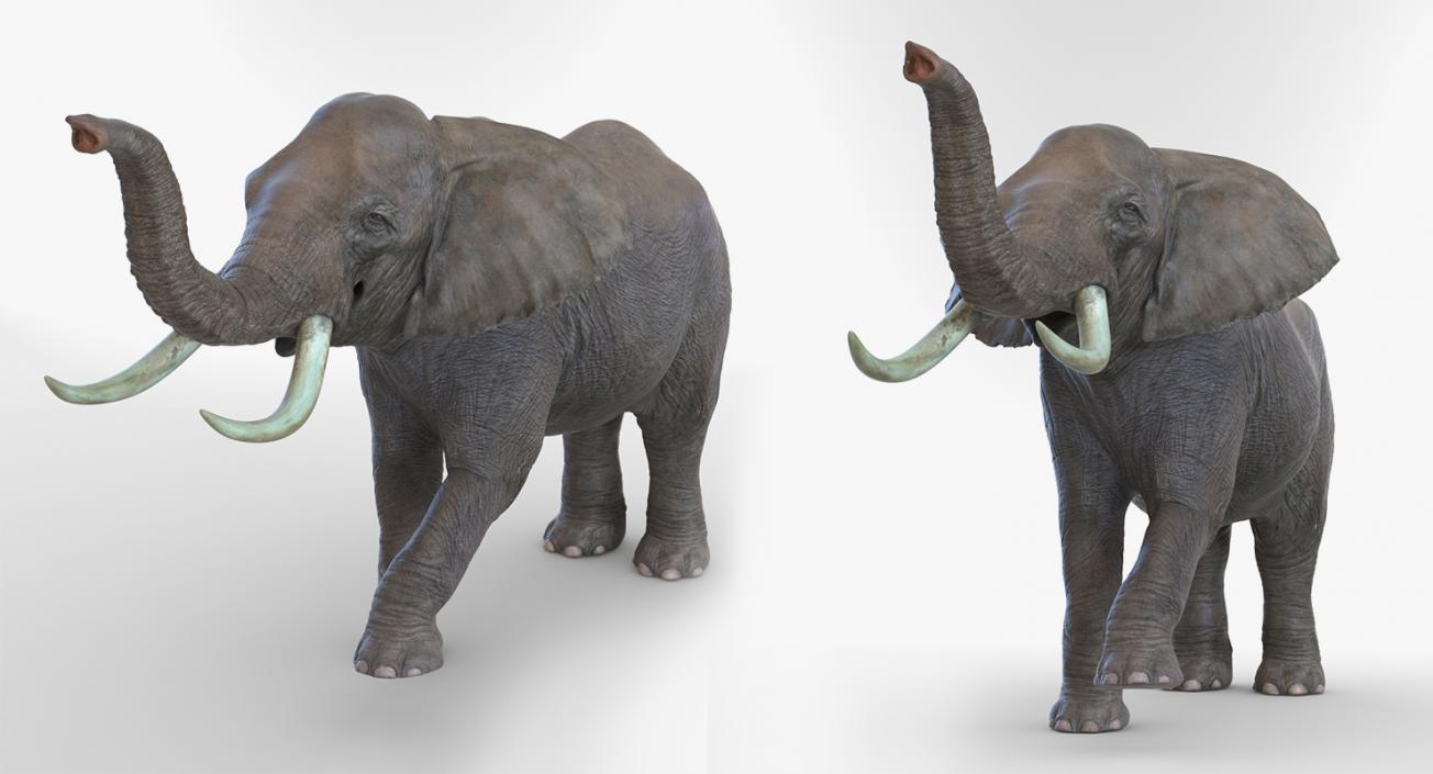 3D model Rigged African Animals 3D Models Collection 2