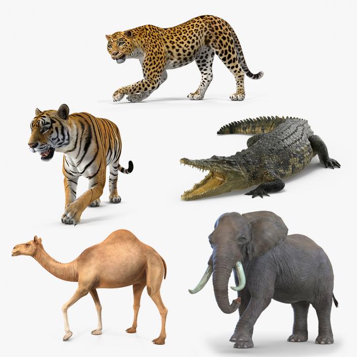 3D model Rigged African Animals 3D Models Collection 2