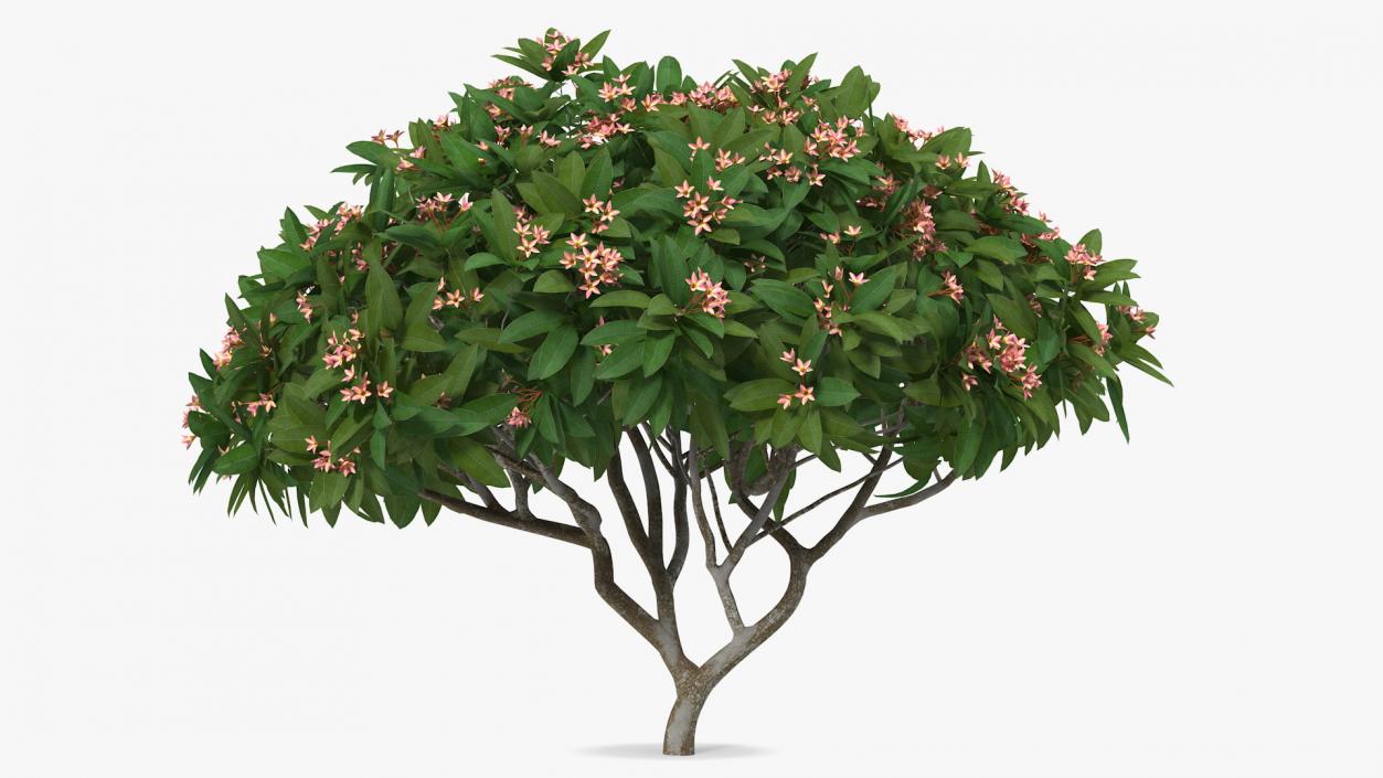 Plumeria Frangipani Tree Pink Flowers 3D