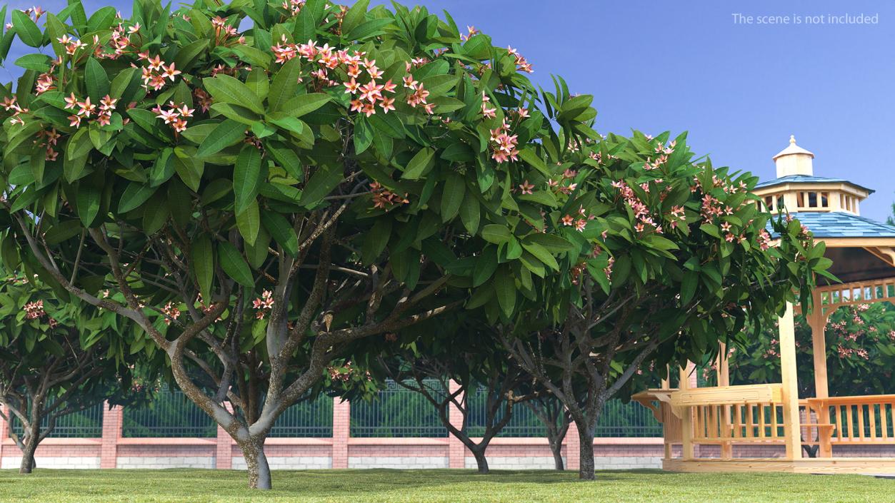 Plumeria Frangipani Tree Pink Flowers 3D