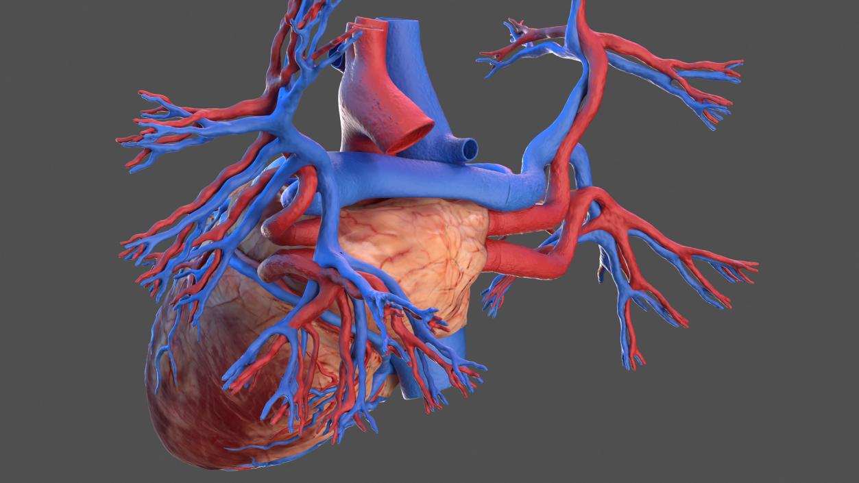 3D Human Heart and Bronchi model