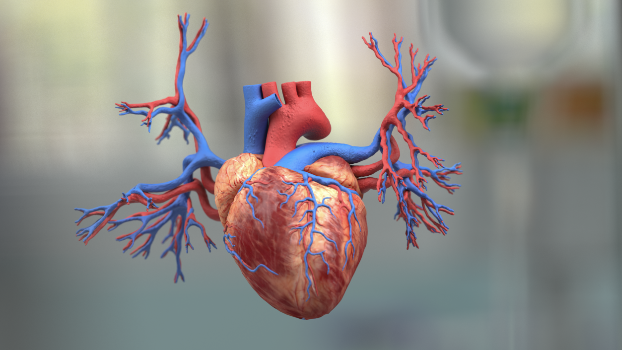 3D Human Heart and Bronchi model