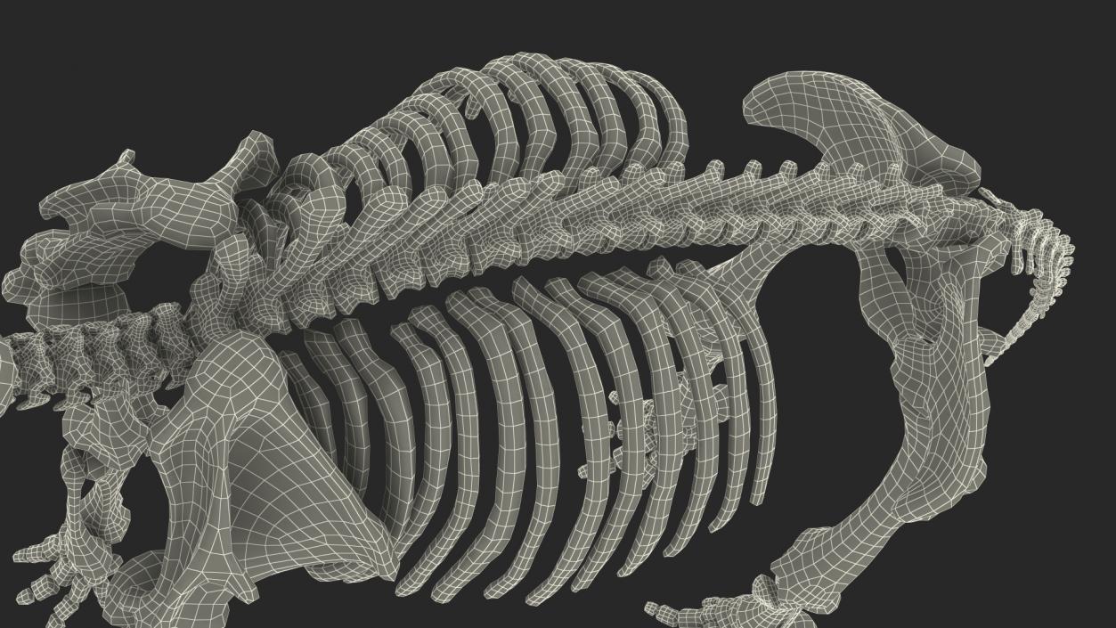 3D Mammoth Skeleton Clean Bones model