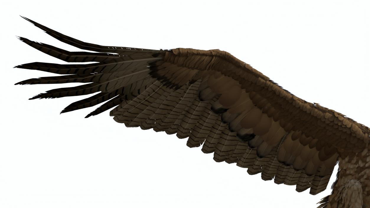 Realistic Gurney Eagle Rigged 3D model