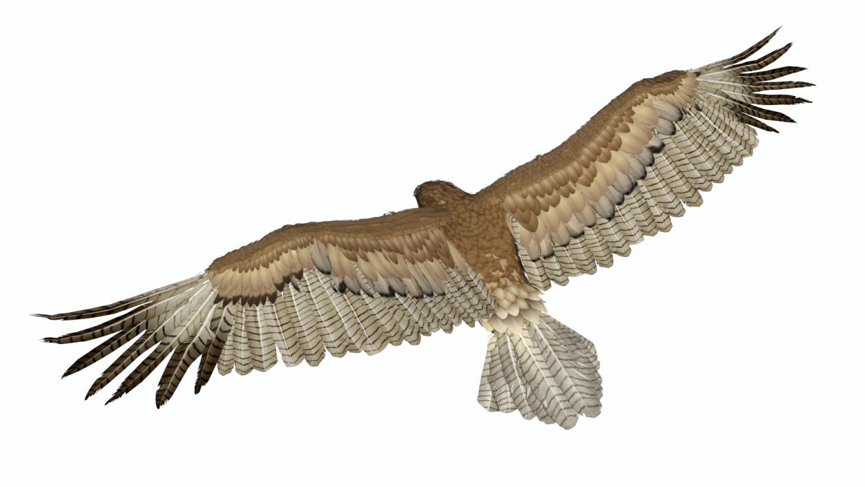 Realistic Gurney Eagle Rigged 3D model