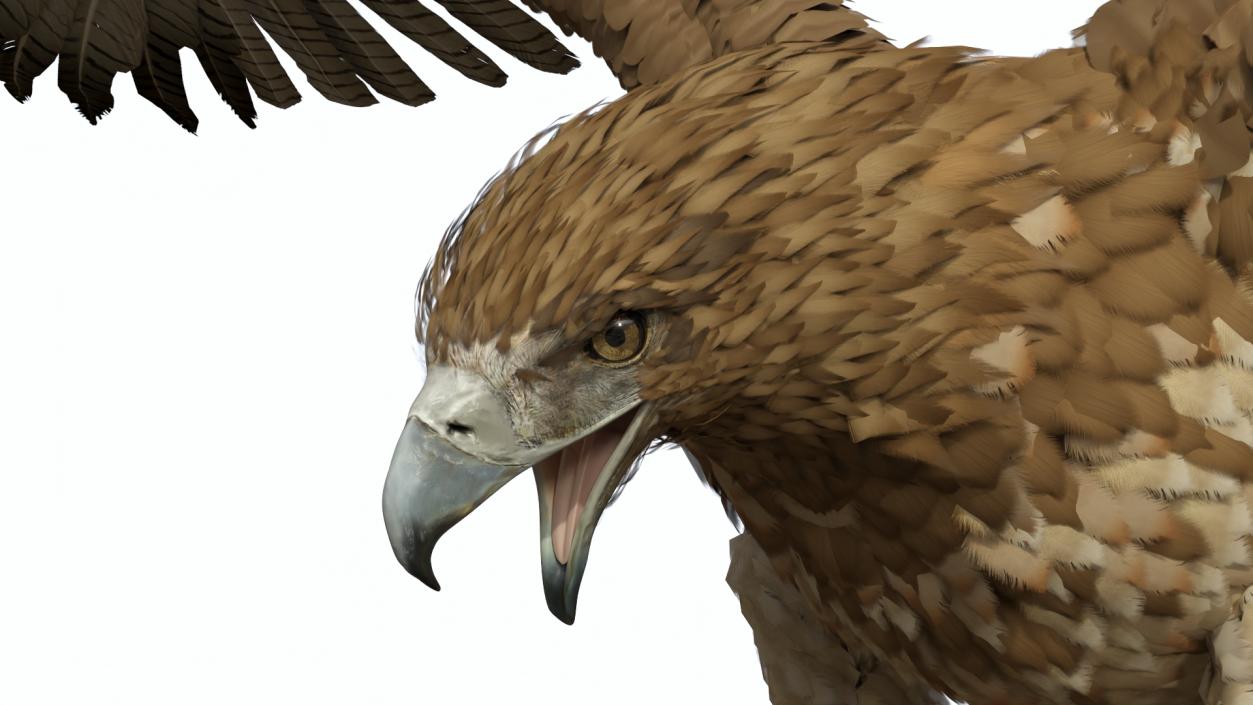 Realistic Gurney Eagle Rigged 3D model