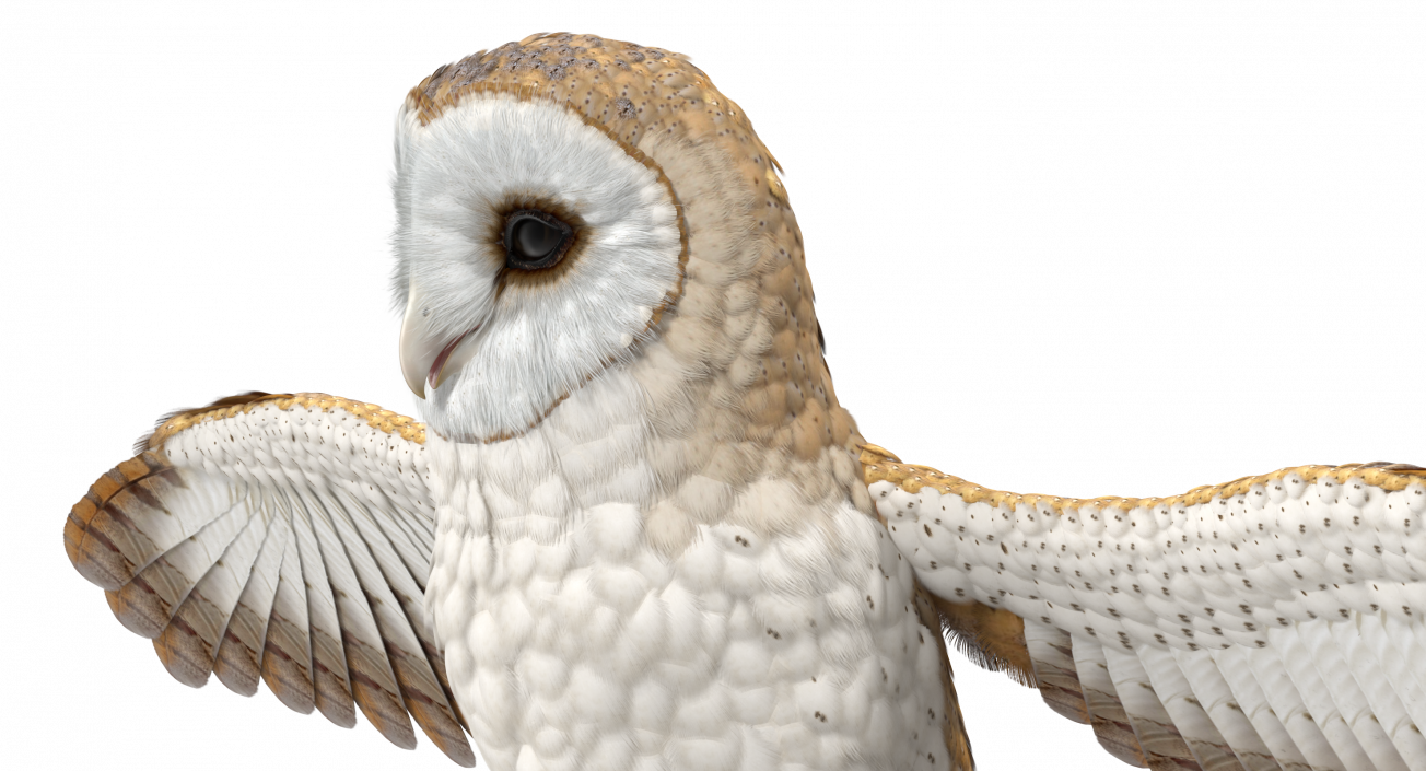 3D model Common Barn Owl