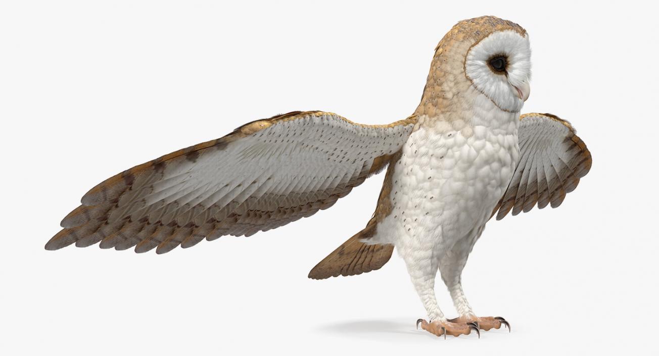 3D model Common Barn Owl