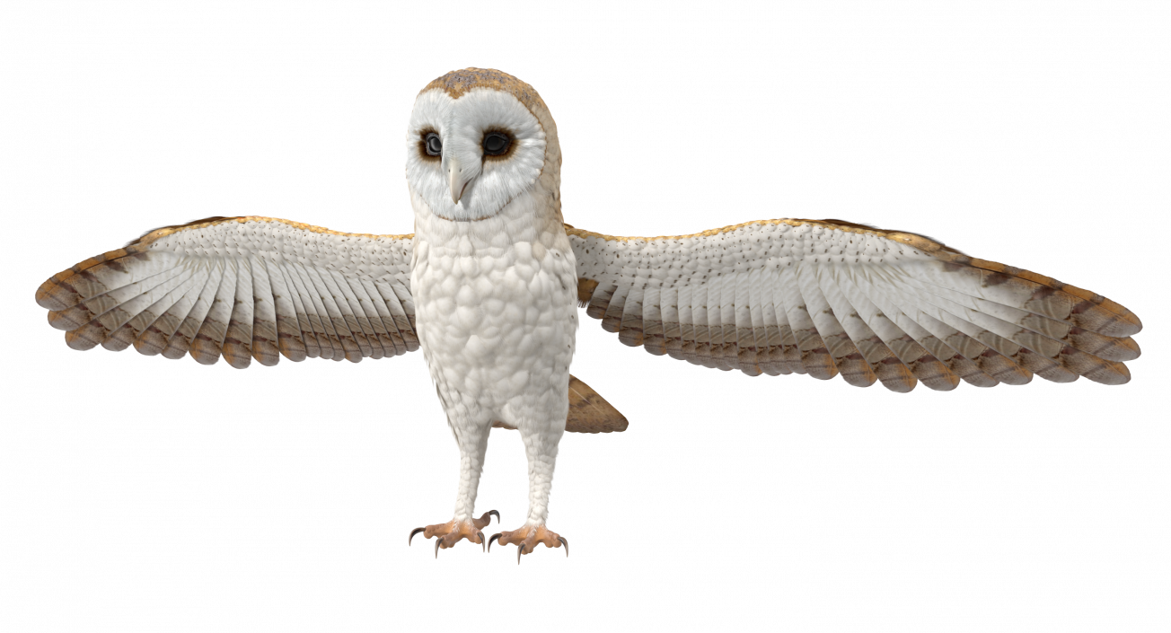 3D model Common Barn Owl