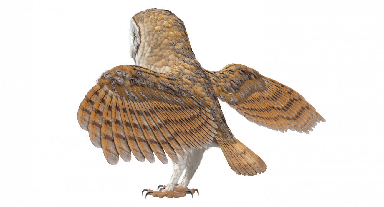 3D model Common Barn Owl