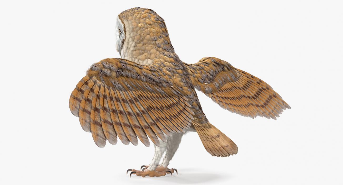 3D model Common Barn Owl