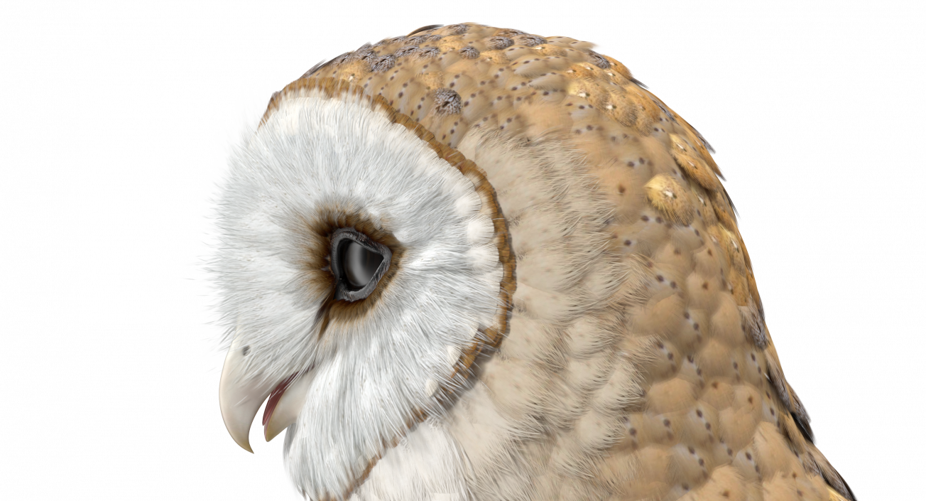 3D model Common Barn Owl