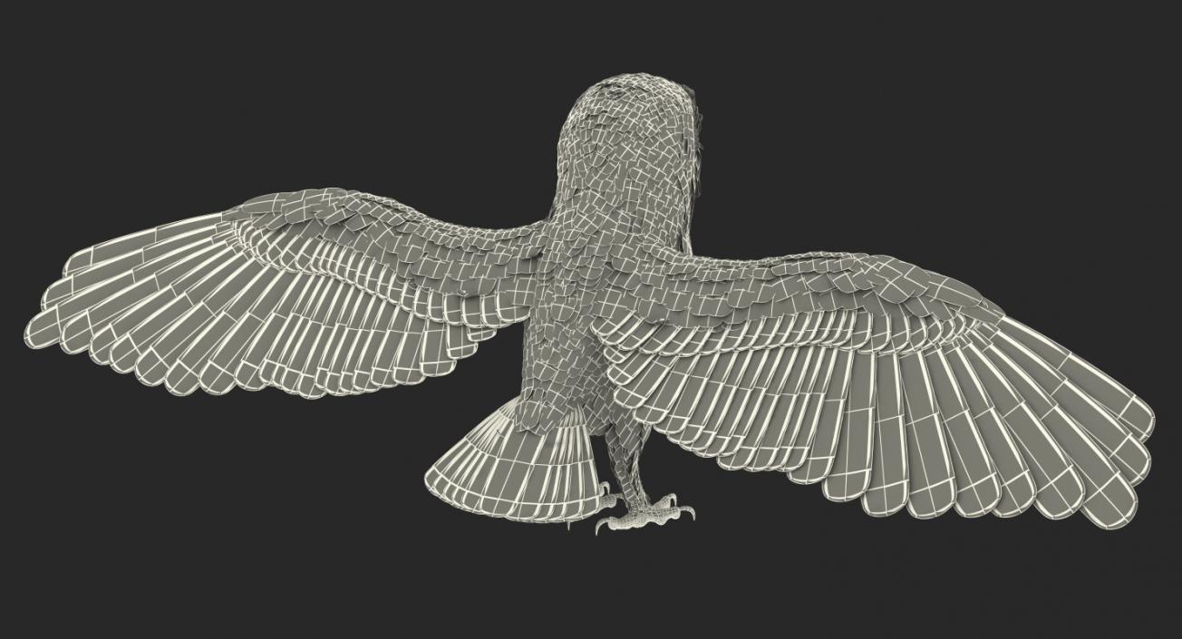 3D model Common Barn Owl