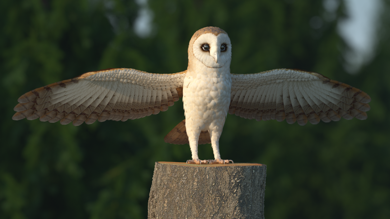 3D model Common Barn Owl