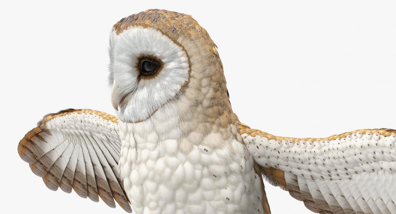 3D model Common Barn Owl