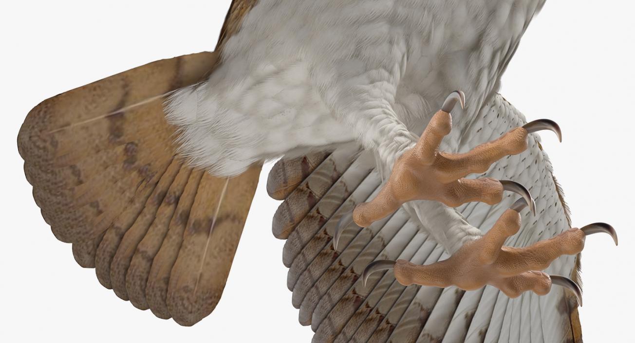 3D model Common Barn Owl