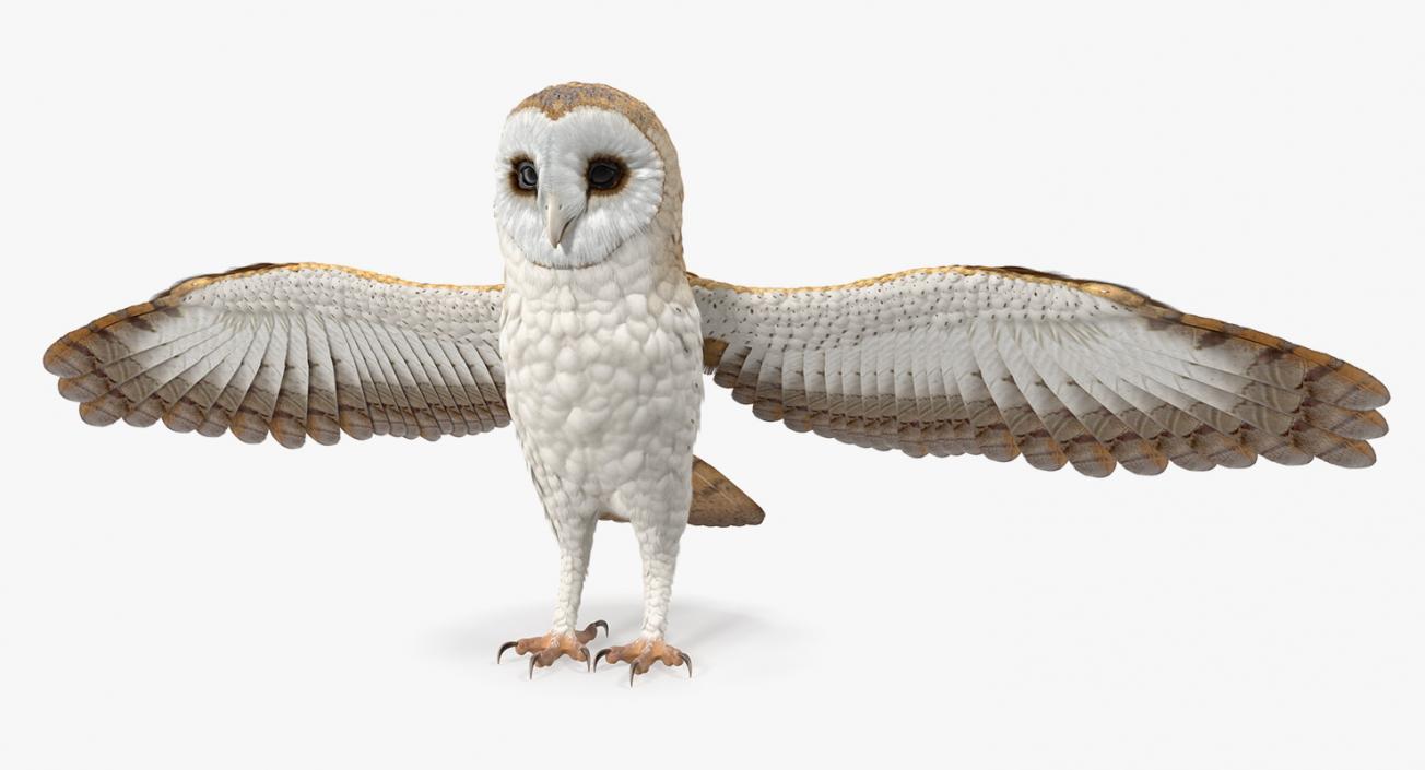 3D model Common Barn Owl