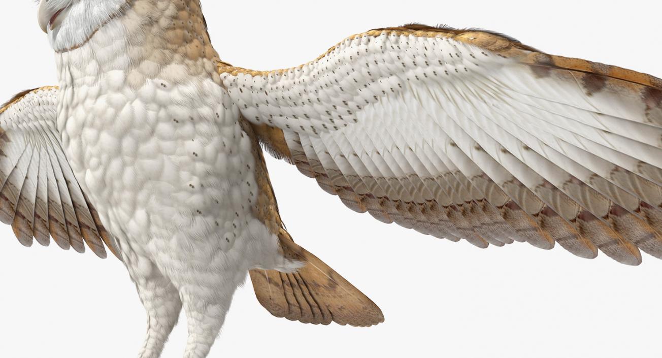 3D model Common Barn Owl