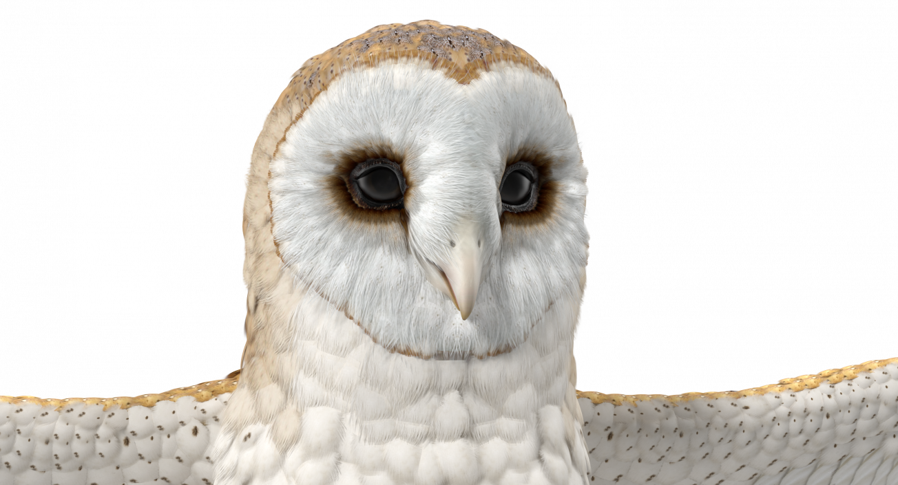 3D model Common Barn Owl