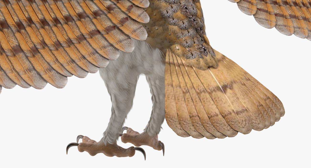 3D model Common Barn Owl