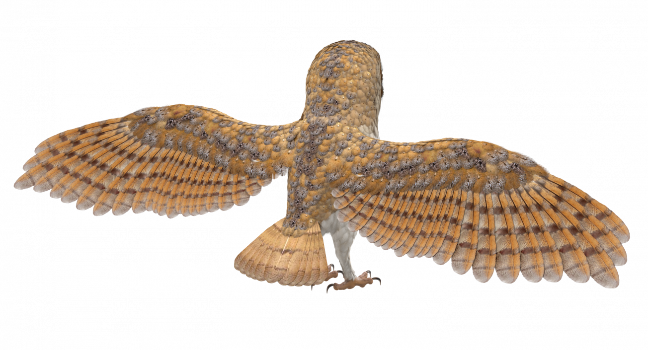 3D model Common Barn Owl