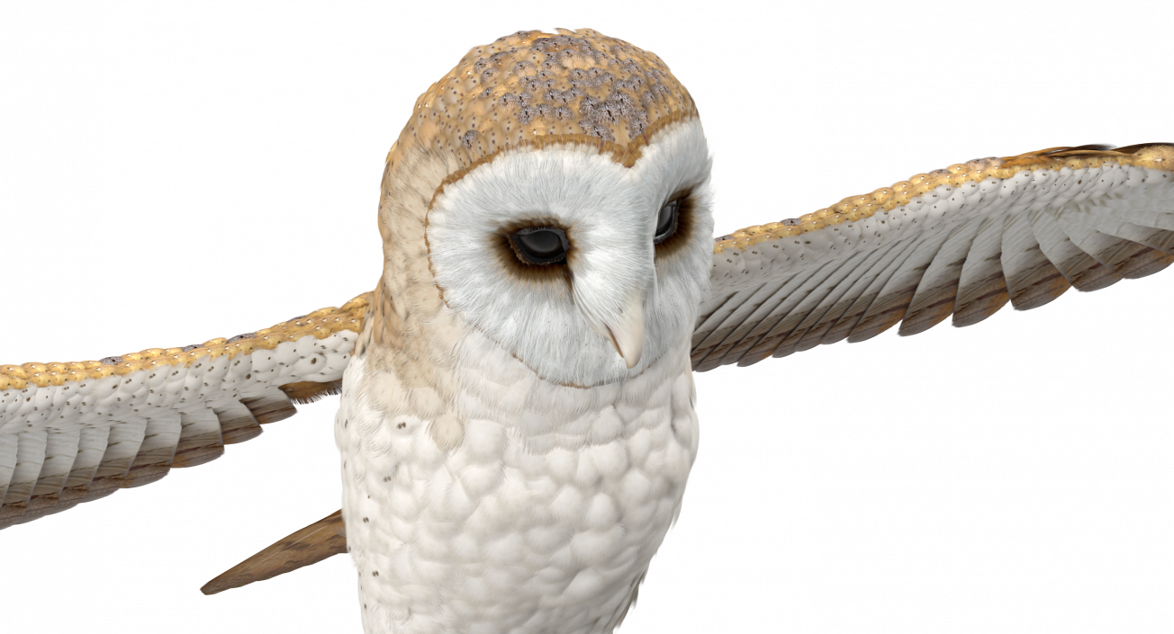 3D model Common Barn Owl