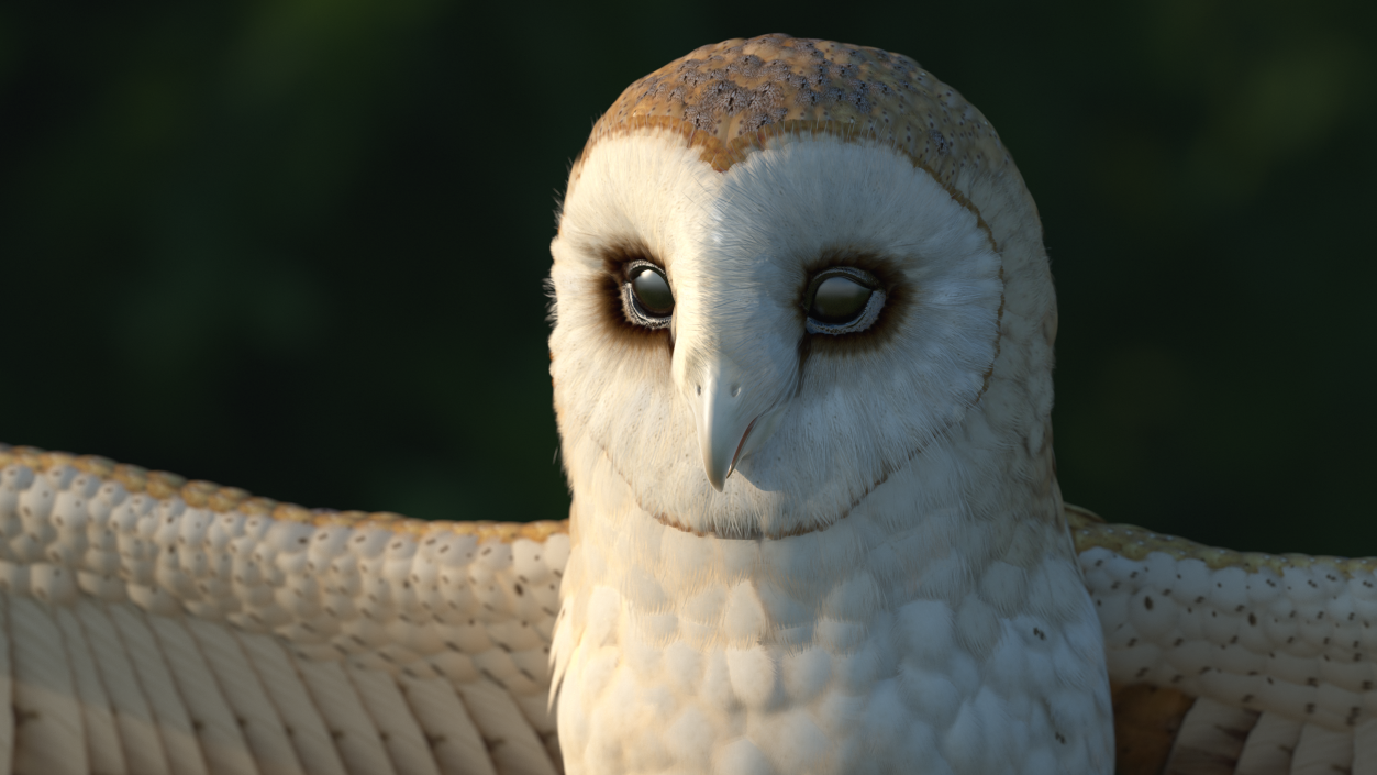 3D model Common Barn Owl