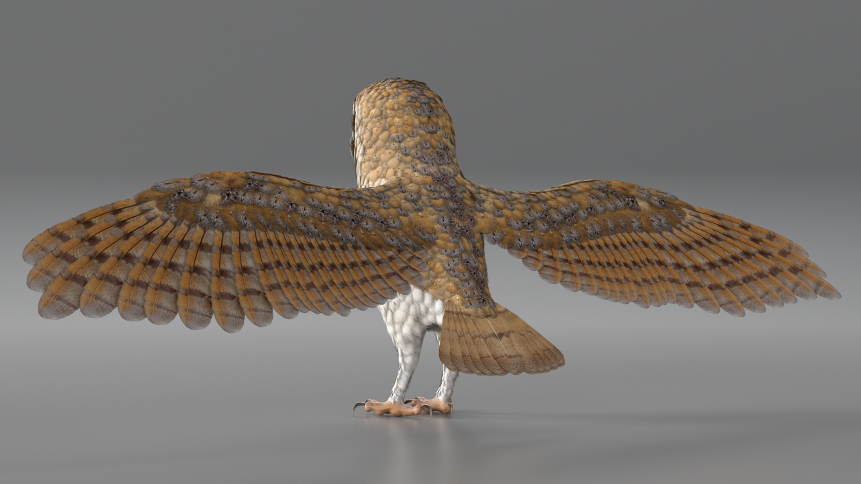 3D model Common Barn Owl