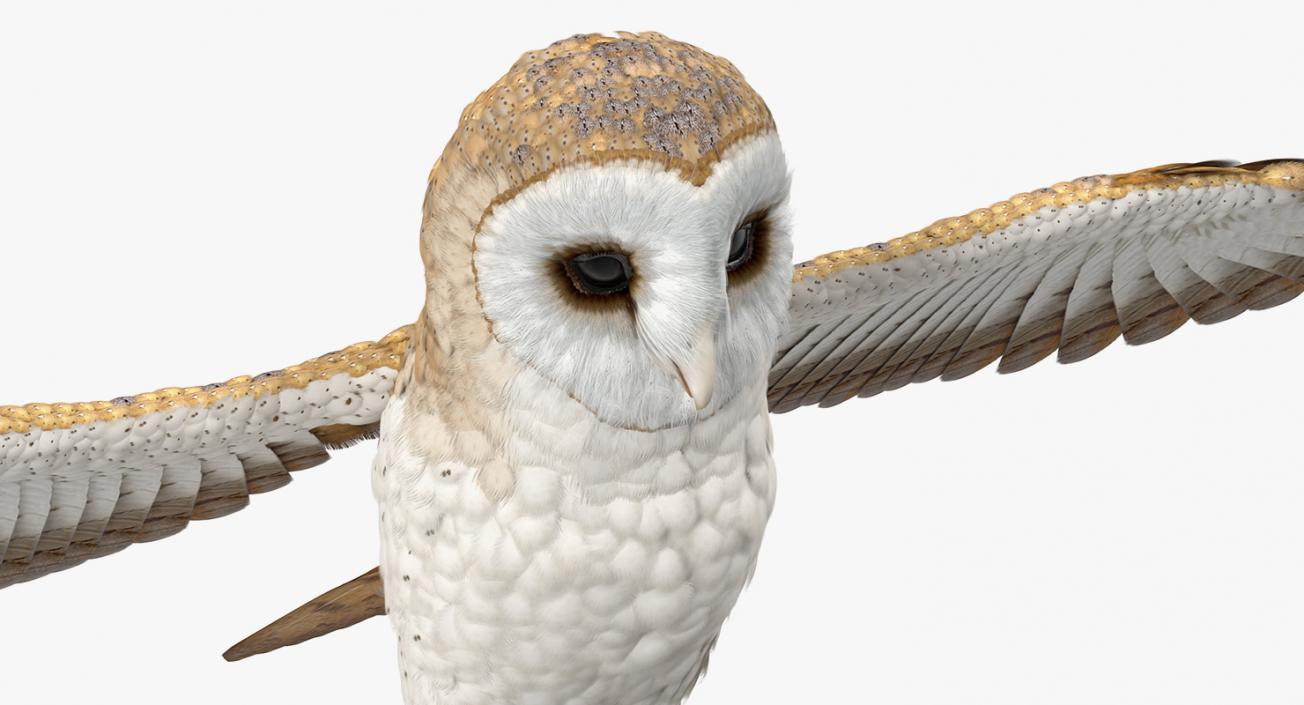 3D model Common Barn Owl