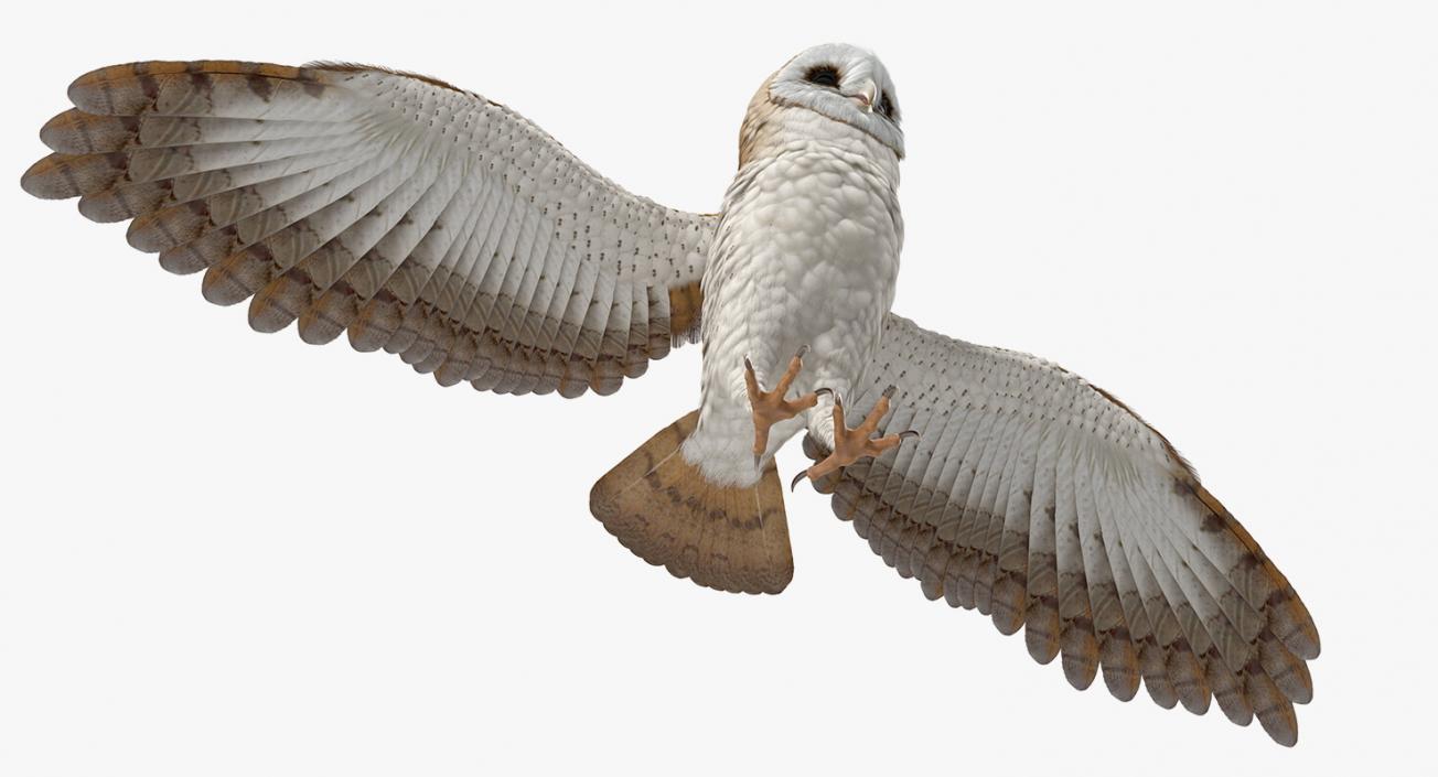 3D model Common Barn Owl