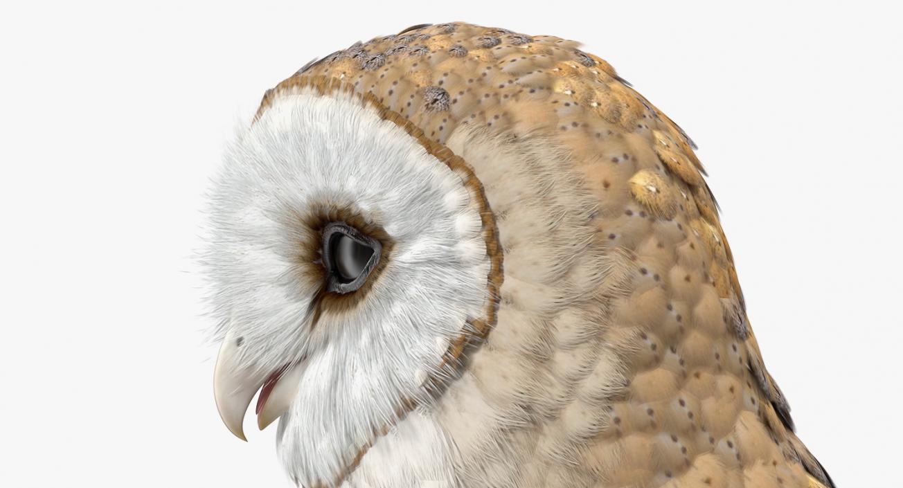 3D model Common Barn Owl